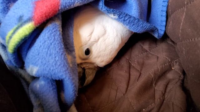 Cockatoo Nesting or Playing? смотреть онлайн