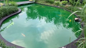 Карпы Кои / И опять проблемы