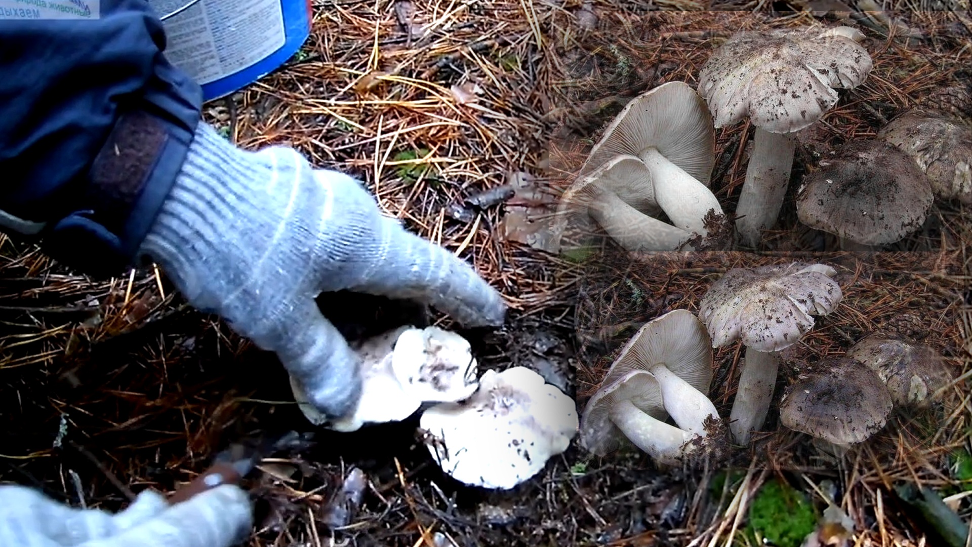 Сбор грибов осенью.Поход в лес за грибами-серушка,зеленушка.Какие грибы растут осенью.Как найти гриб смотреть онлайн