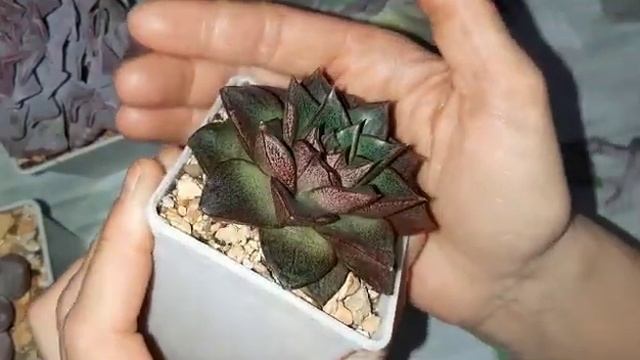 Серия суккулентов, частичный обзор коллекции. Эхеверии Шавианы и не только. смотреть онлайн