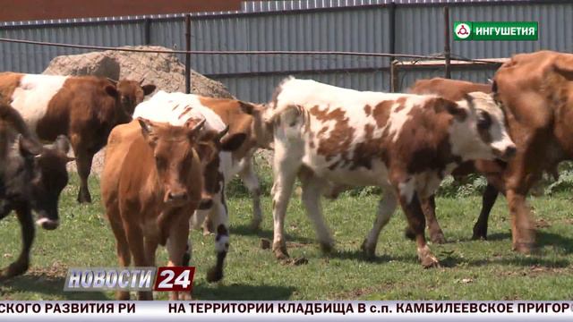 Борьба с клещами. смотреть онлайн