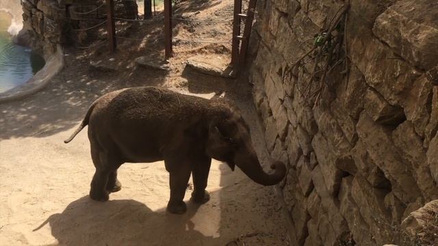 Selwo Aventura, Estapona Things to do Costa Del Sol | Here Come The Hoopers смотреть онлайн