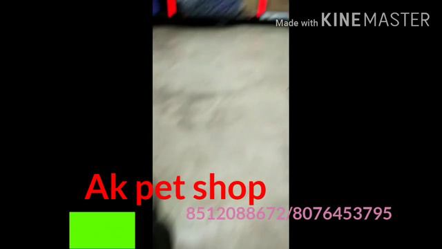 Ak pet shop American Pitbull 8512088672 смотреть онлайн