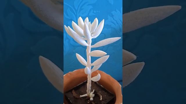 The Senecio Cocoon Plant-Senecio haworthii-Succulent Family смотреть онлайн
