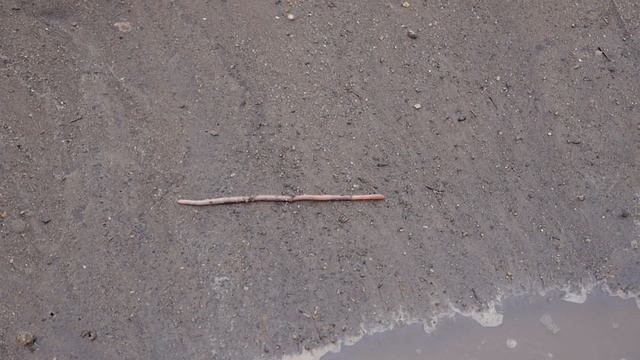 Дождевой червяк