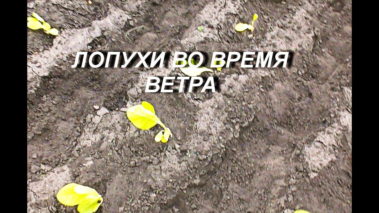 ЛОПУХИ ВО ВРЕМЯ ВЕТРА смотреть онлайн