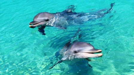 Игривые и умные. смотреть онлайн