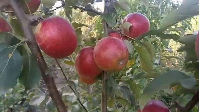 Яблоня зимняя сорт Моди смотреть онлайн