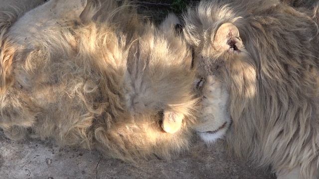 Что за белые пушистые комочки? Леон и Дейл, вместе как Инь и Янь!)