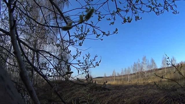 Охота на селезней, почему они не реагируют на подсадных? Охота на вальдшнепа смотреть онлайн