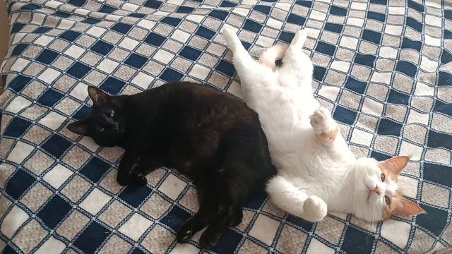 Кузя и девочка смотреть онлайн