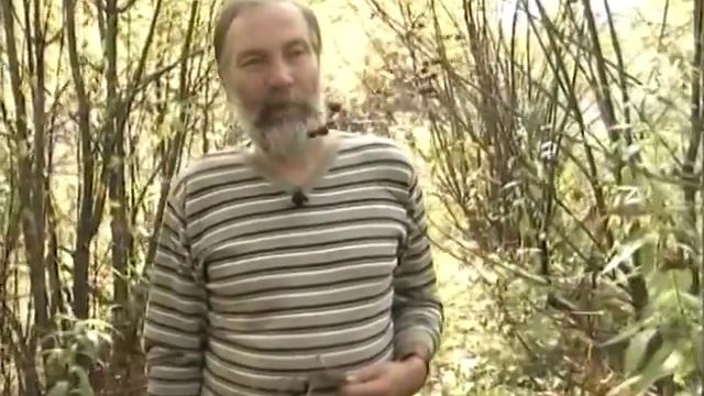 О сортах черёмухи смотреть онлайн