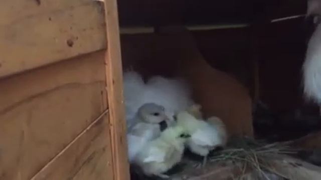 Курица укладывает цыплят спать смотреть онлайн