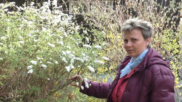 Gyöngyvessző -- Spirea -- with English subtitles