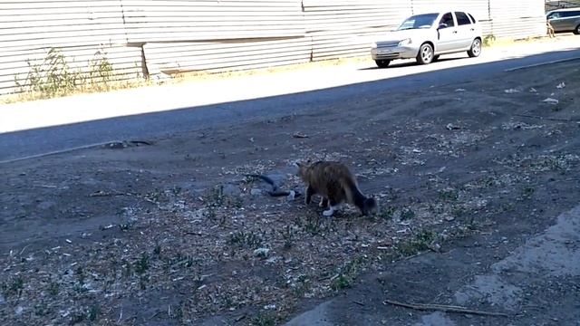 Кот охотится на змею. смотреть онлайн