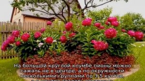 Клумба с пионами