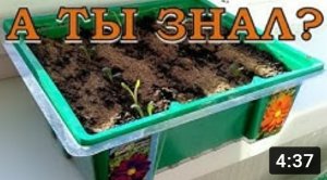 ГЕОРГИНЫ выращиваем из семян???