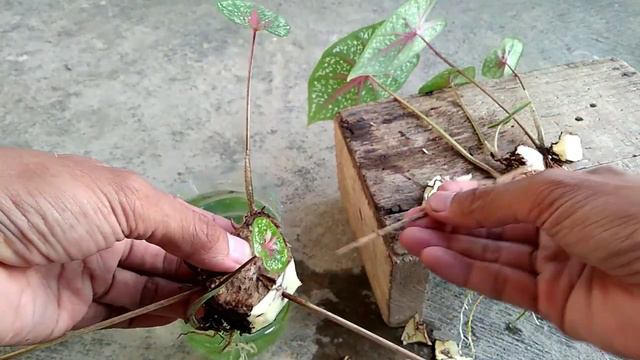 How to Propagate Caladium Red Star смотреть онлайн
