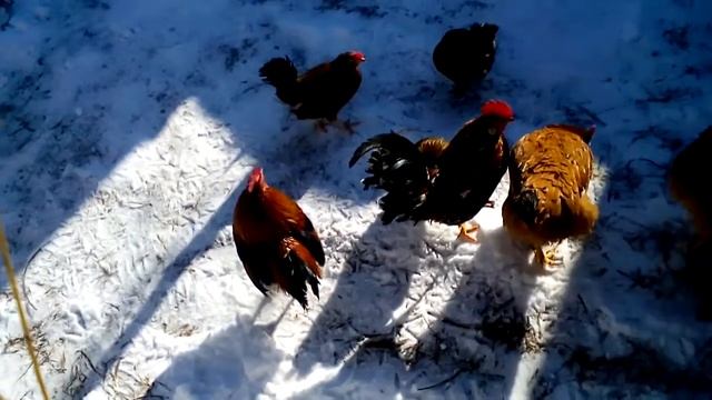 Мои бентамки карликовые куры