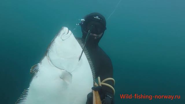 Подводная охота в норвегии ПАЛТУС .Wild Fishing Norway смотреть онлайн