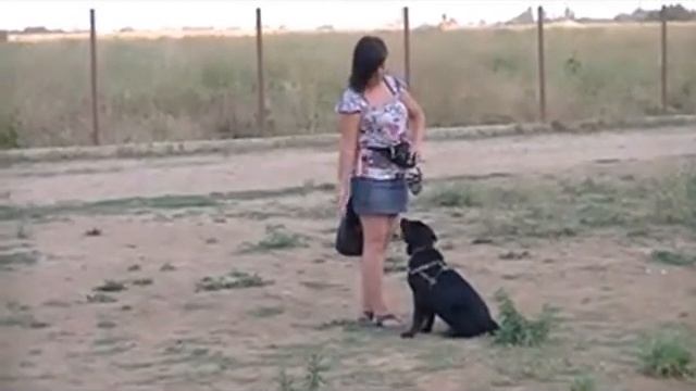 Профессиональная дрессировка собак Одесса пос. Котовского курс (ОКД) Баф 4 месяца смотреть онлайн