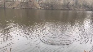 ЛОВЛЯ КРУПНОЙ КРАСНОПЕРКИ НА ПОПЛАВОЧНУЮ УДОЧКУ ВЕСНОЙ