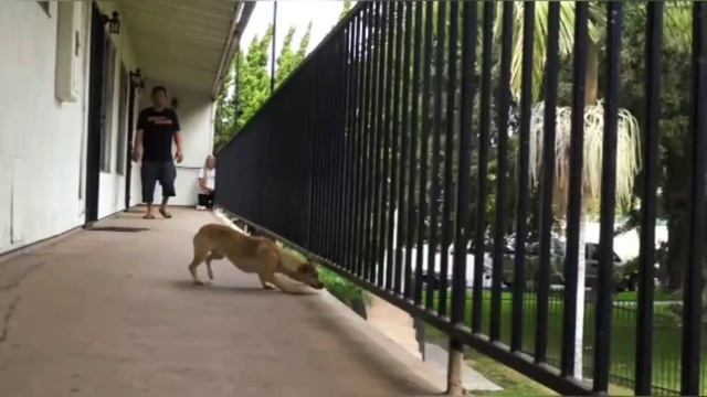 Бездомный песик боялся людей. Он был готов даже прыгнуть с балкона. смотреть онлайн