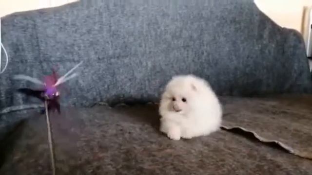 Весёлый шпиц. смотреть онлайн
