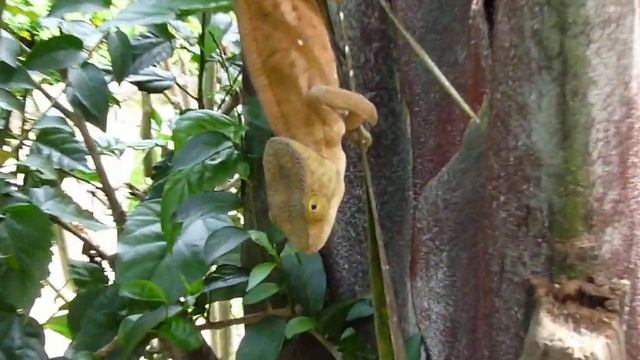 Parson's Chameleon (Calumma parsonii) on the move. смотреть онлайн