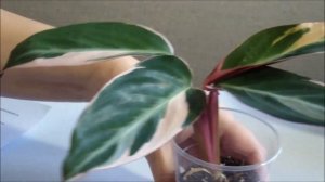 Строманта уход.   Почему сохнут листья строманты