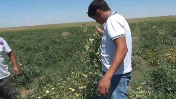 Уракан F1 қызанағы - томат Uracan F1 (Шымкент, 2017)