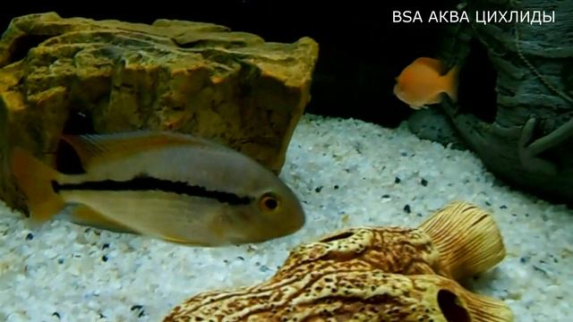 ЦИХЛАЗОМА НИКАРАГУАНСКАЯ смотреть онлайн