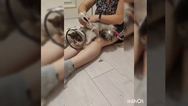 Кошкин парикмахер. Кошку бреют. Стрижка кошки. смотреть онлайн