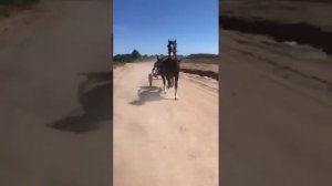 цыганские лошади в продаже,8906.524.86.06