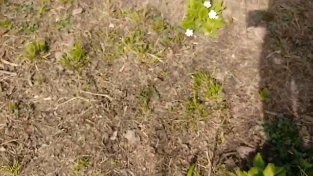 Xedice gulleri (Primula vulgaris) смотреть онлайн