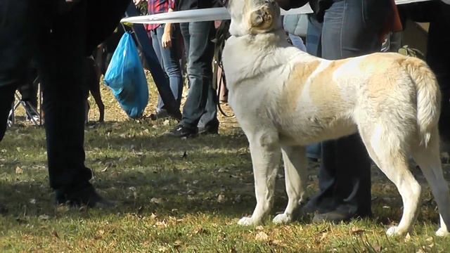 Маджестик Айс-2014, моно среднеазиатских овчарок. смотреть онлайн