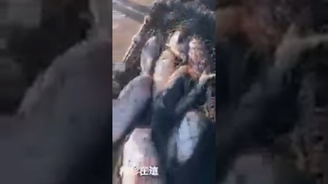 Зимняя рыбалка в Китае. смотреть онлайн