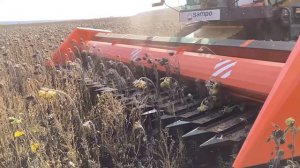 Жатка для уборки подсолнечника ПОКОС-6м. безрядковая, с протягивающим валом.  Комбайн САМПО-2065.