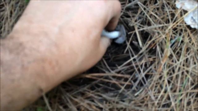 Грибы 2016. Первые в этом году. смотреть онлайн