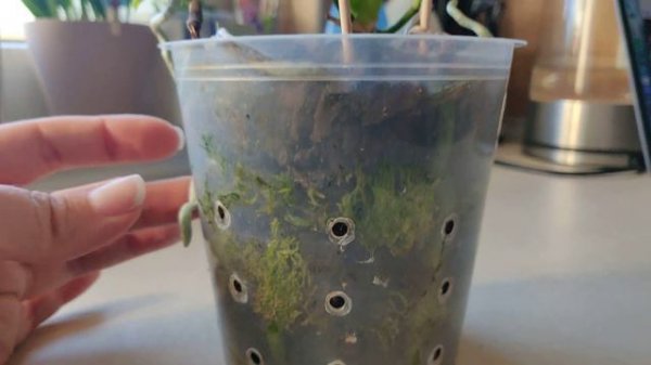 Phal. Caribbean Sunset x minus