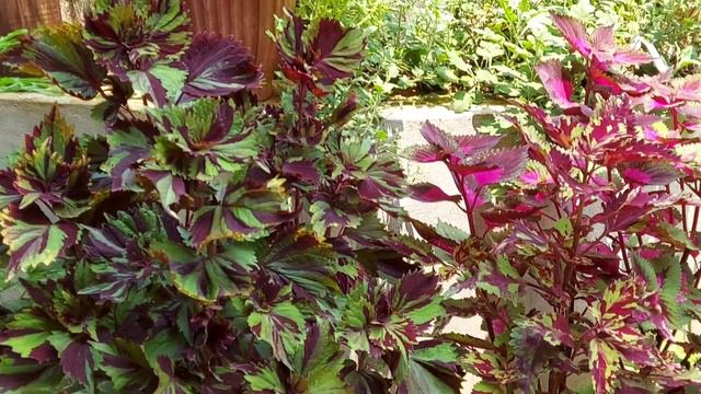 Coleus Plant Collection🥀/coleus Plant