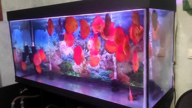 Преобретение новых Дискусов смотреть онлайн