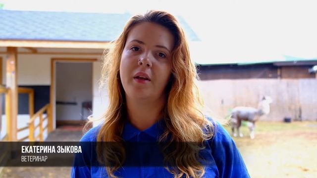 В парке "Сказка" родился детёныш альпака смотреть онлайн