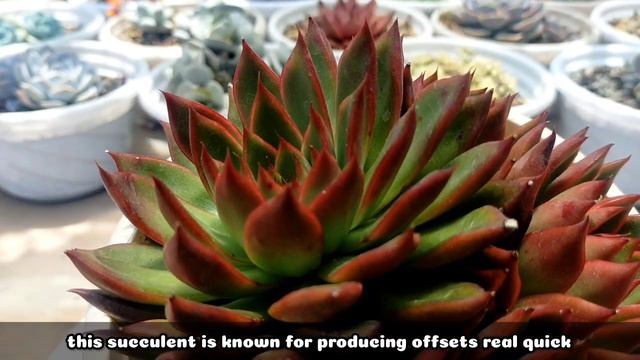 126 ECHEVERIA BENIMUSUME SUCCULENT CARE GUIDE || Succulent Care Tips 다육식물 多肉植物 Suculentas смотреть онлайн