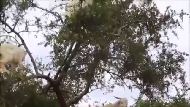 Козы На Дереве смотреть онлайн