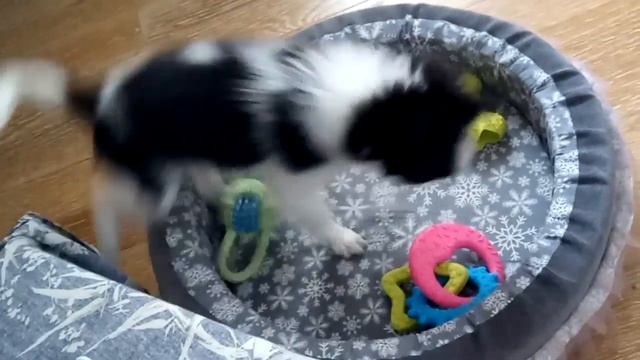 Японский хин активный щенок смотреть онлайн