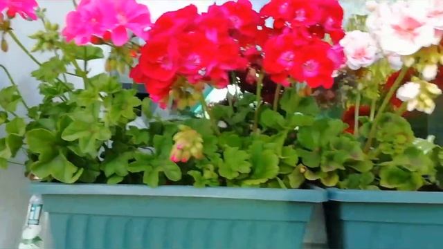ПЕЛАРГОНИЯ в моём саду. Выращивание и уход смотреть онлайн