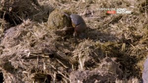 Герои дикой природы- 3 серия. (Навозные жуки природные утилизаторы).