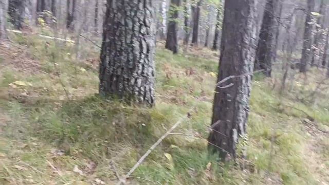 Пеку ШАРЛОТКУ-быстро! Вот вам и 