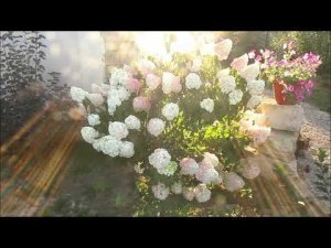 ЧТО ДЕЛАТЬ, ЕСЛИ ГОРТЕНЗИЯ НЕ ХОЧЕТ РАСТИ...